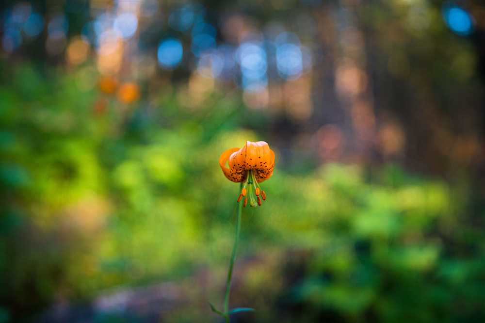 The Basics of Bokeh: Understanding Blur in Photography